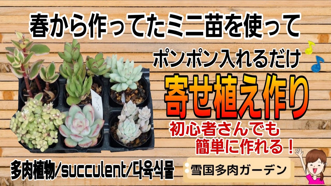 ミニ苗を使ってポンポン入れるだけ簡単寄せ植え　2025年11月1日　#雪国で育てる多肉 #タニラーの引っ越し ＃多肉の冬支度