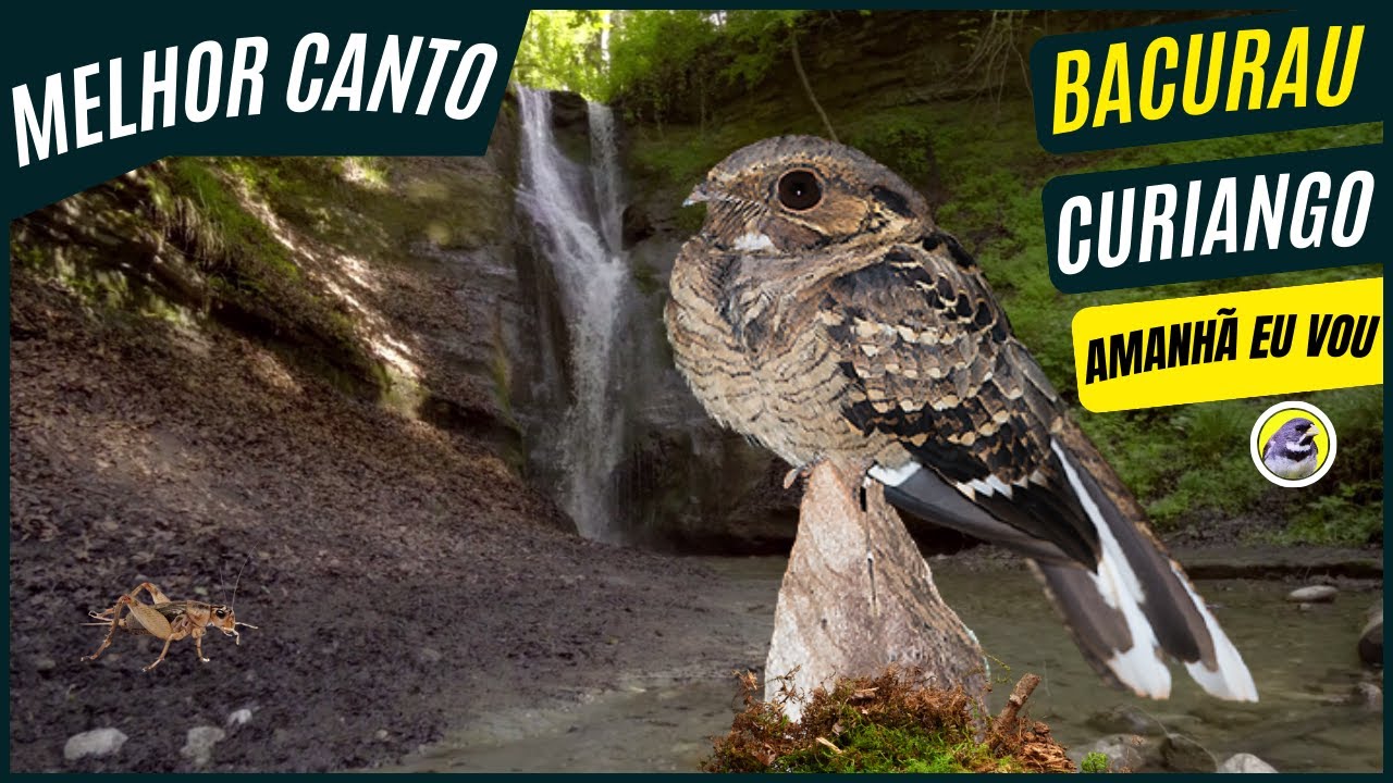 🐦 Meia Hora De Melhor Canto Do Bacurau (Curiango) Ave Noturna Que Canta a Noite 