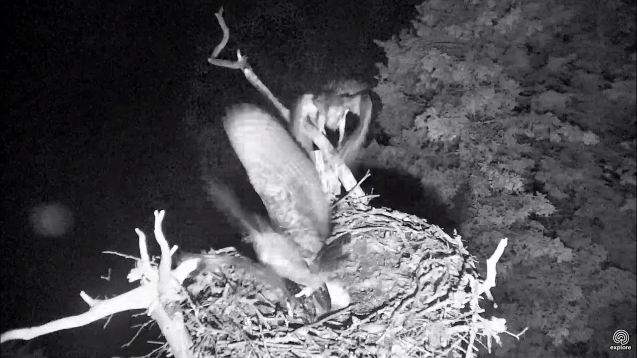 Combined GHO attacks on Hog Island Ospreys nest . 21 July 2017