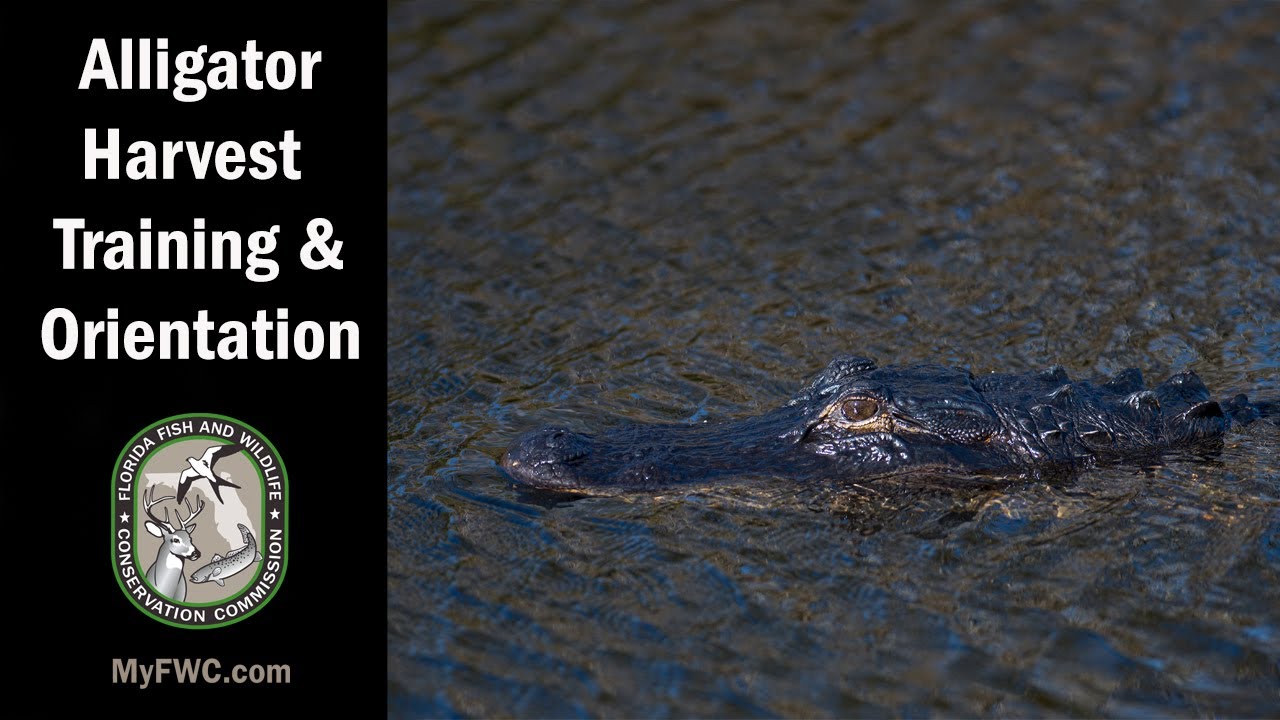 Alligator Harvest Training and Orientation 2021