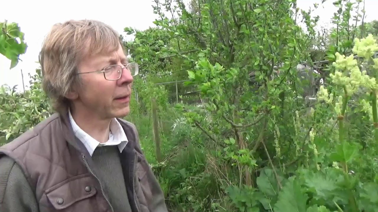 Julie's Allotment Update   May 2018