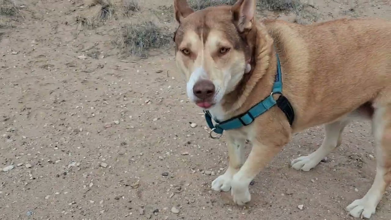 And getting them back on leash ❤️🐕