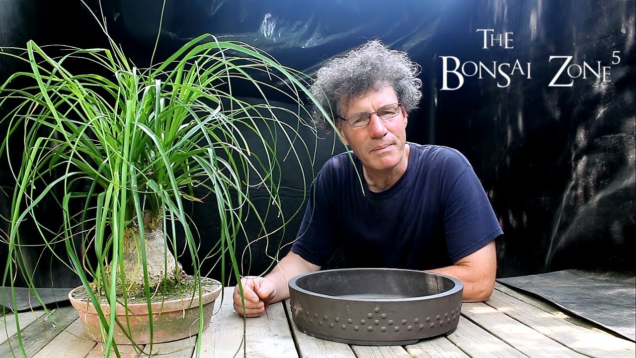 Repotting my Ponytail Palm Bonsai, The Bonsai Zone, June 2018