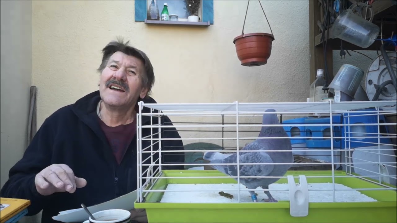 TADEUSZ BĄK NOWY FILM O GOŁĘBIACH BRACI JANSSEN Z ARENDONK