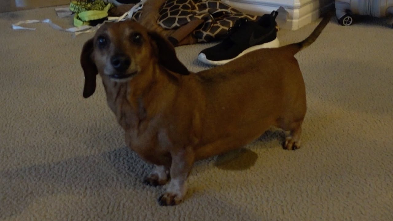 HOW TO POTTY TRAIN A PUPPY!!