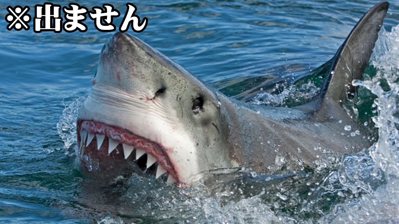 サメ映画なのにサメが出てない謎の映画まとめ 【 サメ 映画 まとめ 】