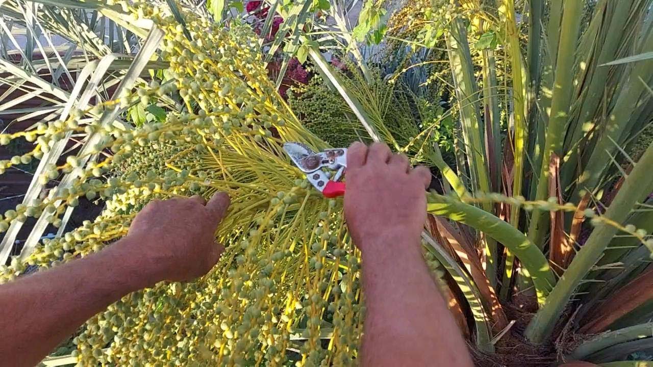 تخفيف من ثمارالبريم مع تدلية او تقويس عذوق البرحي #نخيل_البريم
