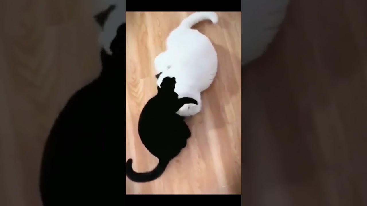 who win？#catfight #cat #funny
