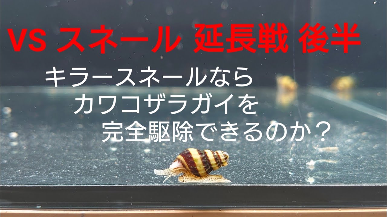 【VS スネール 延長戦・後半】(キラースネールで完全駆除できる？)