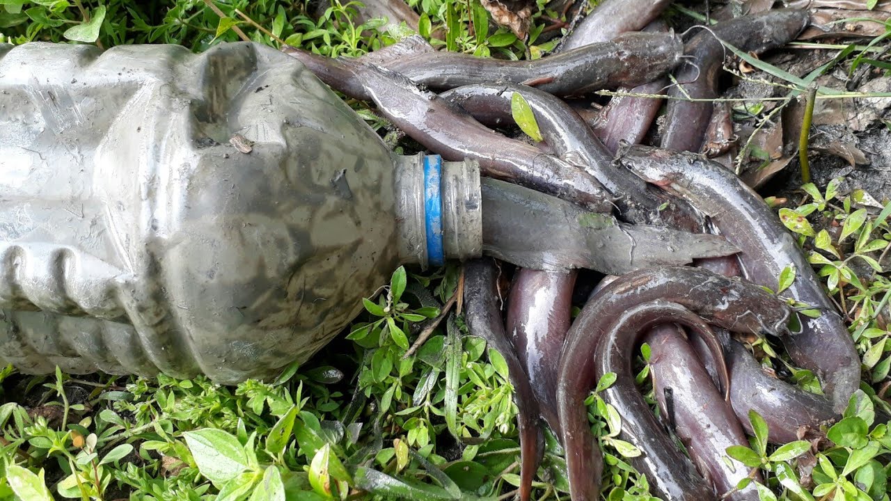 বতল দিয়ে জিয়ল মাছ ধরা দেখুন