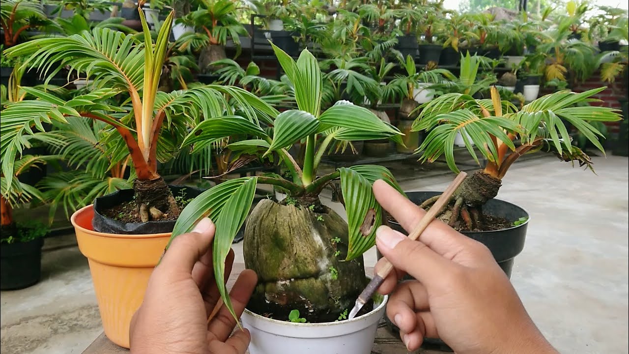 WAKTU SAYAT YANG PAS AGAR DAUN BONSAI KELAPA SEIMBANG