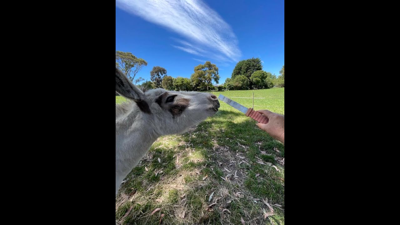 Clicker Training Hoof Lifts with Fearful Equines Part 2