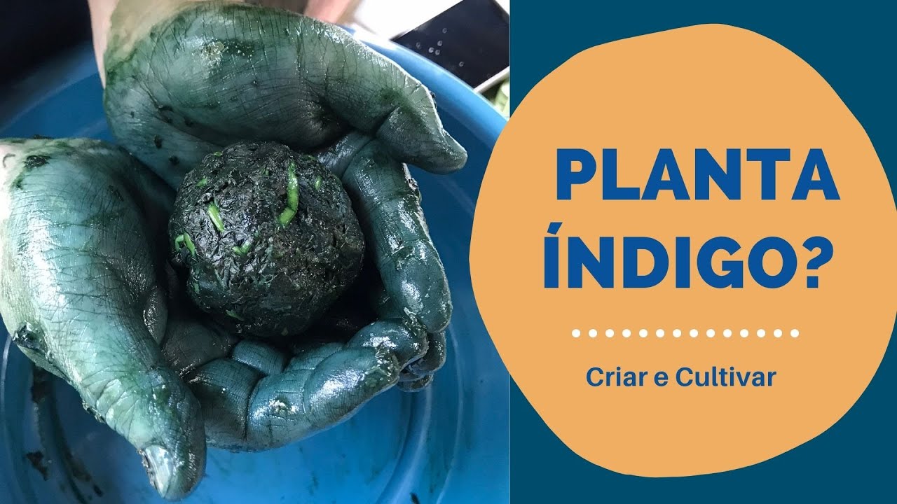 TESTE PARA SABER SE ENCONTROU UMA PLANTA ÍNDIGO • anil • anileira