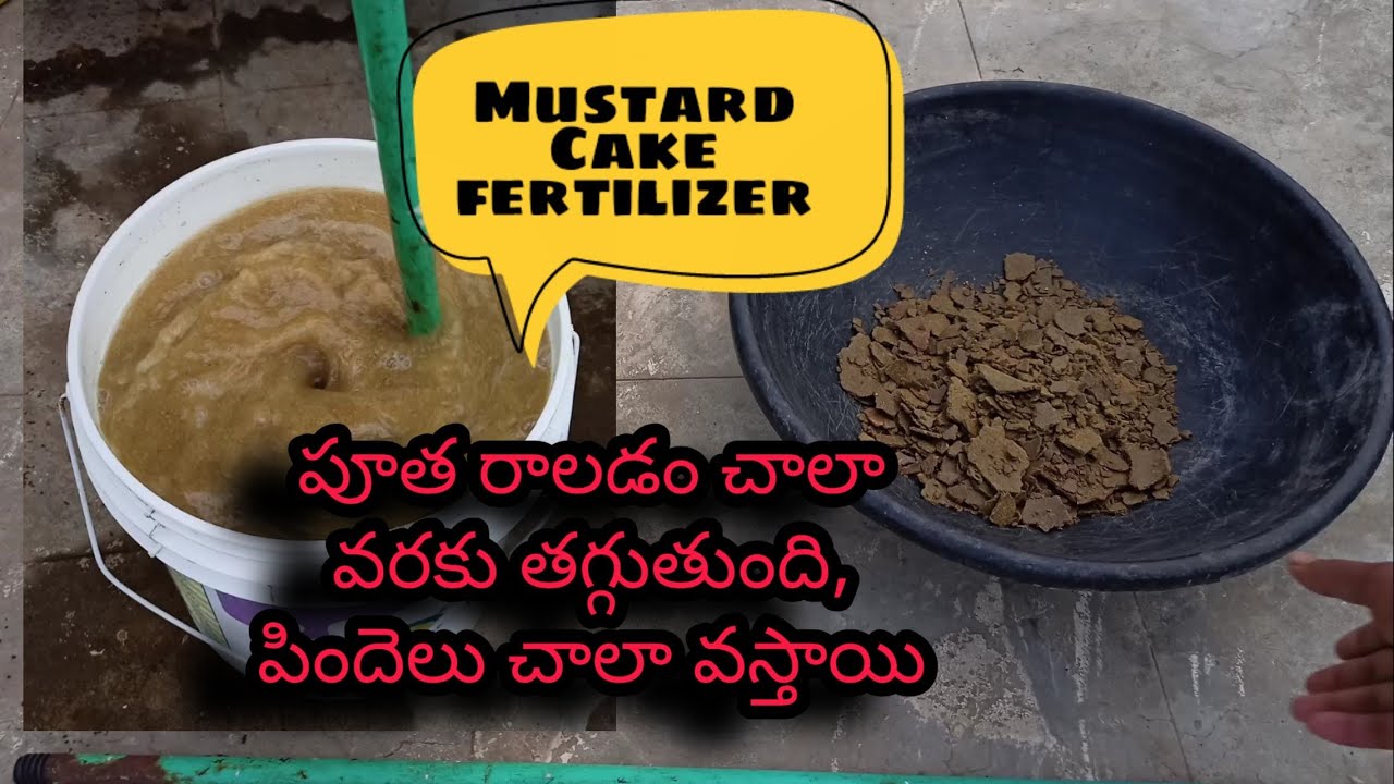 How to make Mustard cake fertilizer పూత రాలకుండా చేసే powerful ఫర్టిలైజర్ #mustardCake #OrgGardener