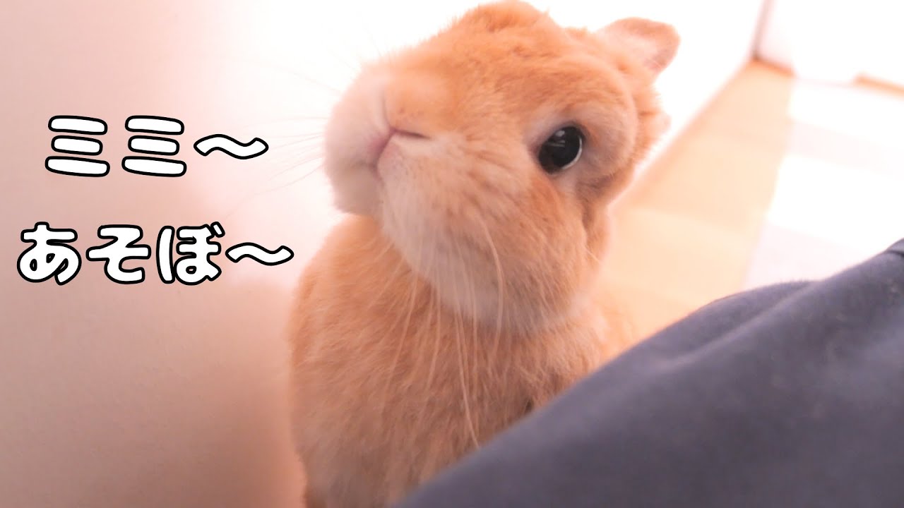 扉の前でミミを呼ぼうとするムギの仕草がとても可愛かったです【No.1629】