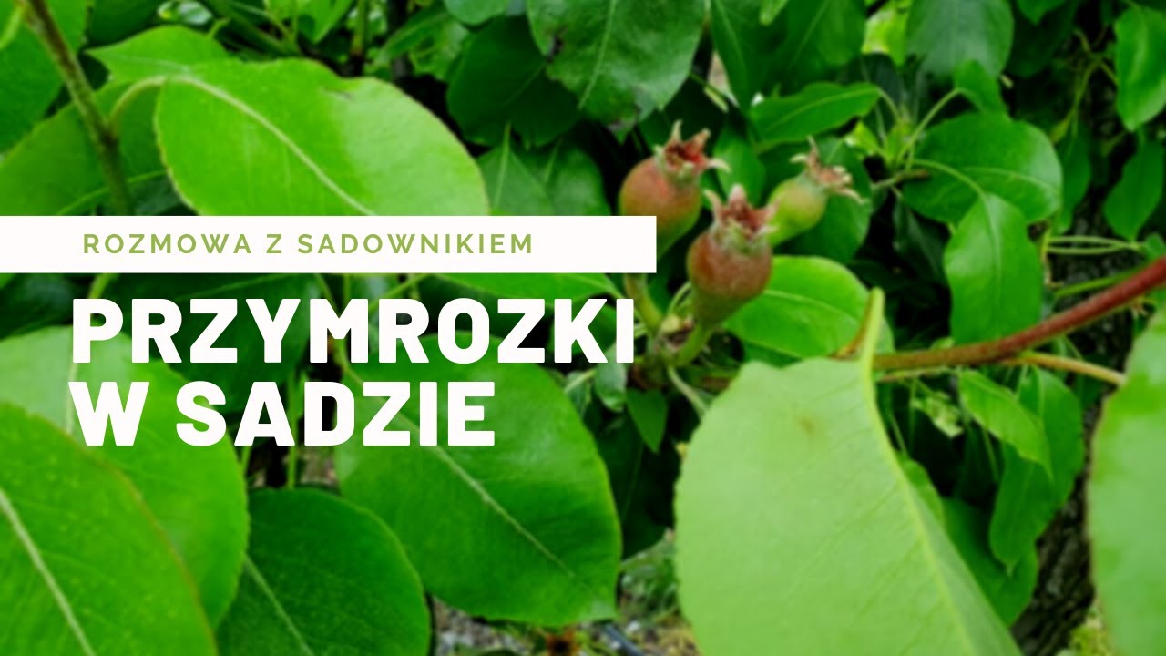 Wizyta w sadzie po przymrozkach. Rozmowa z sadownikiem.