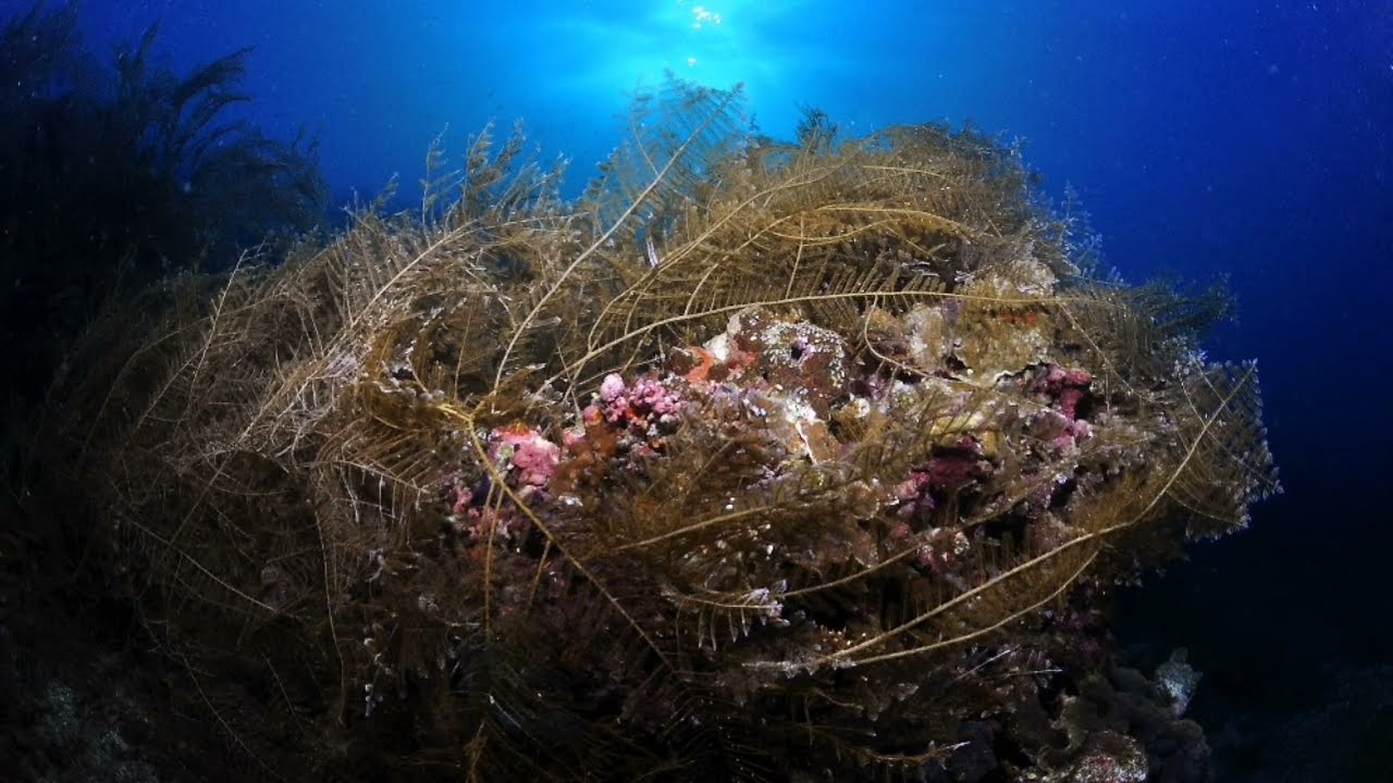 두마게티 수중촬영 빚을밀어라 philippines negros scuba diving #빅보이스토리 #필리핀 #bigboystory #tropico #scuba