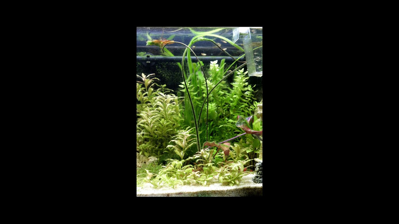 Aquarium