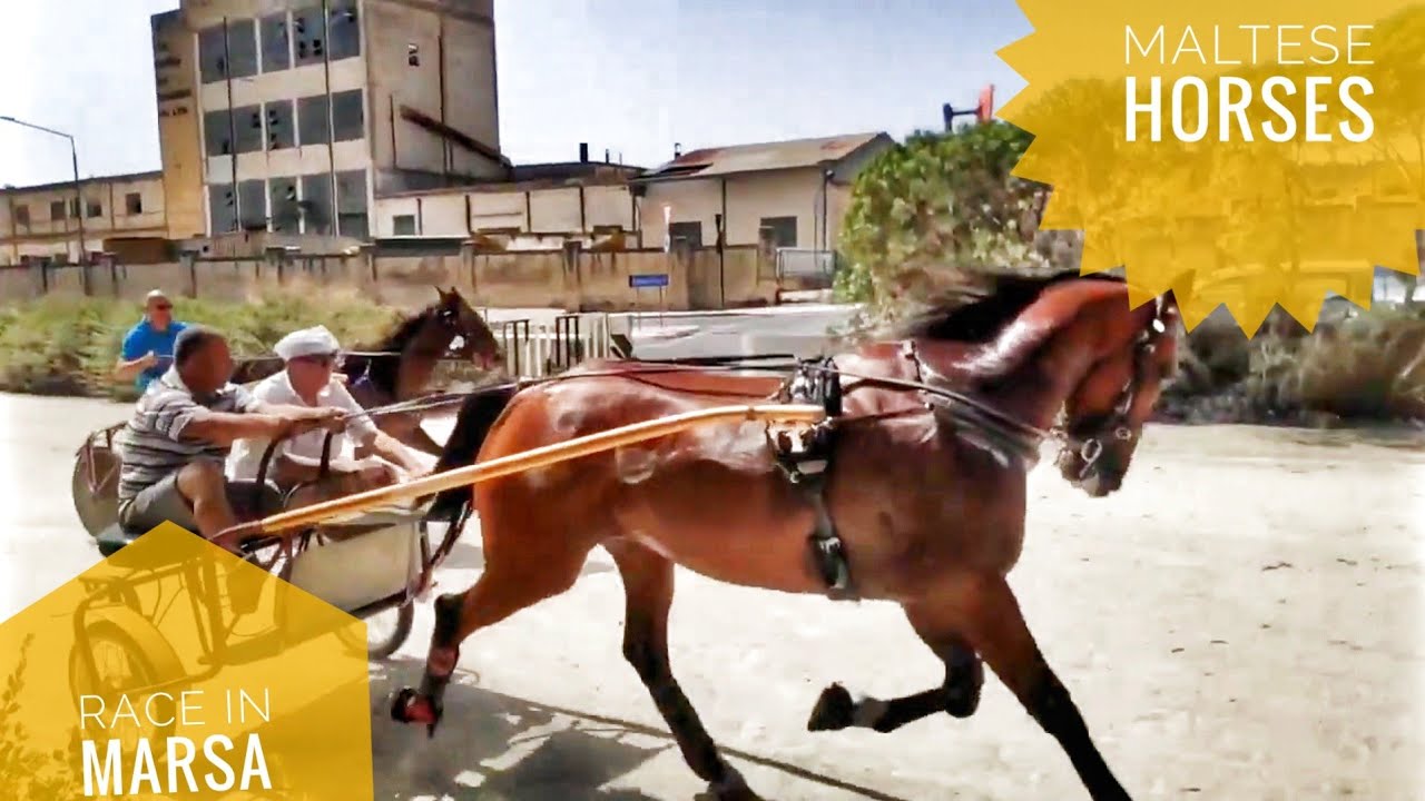 Racing Horses of Malta | Amateur Racing | Marsa | Maltese Horses