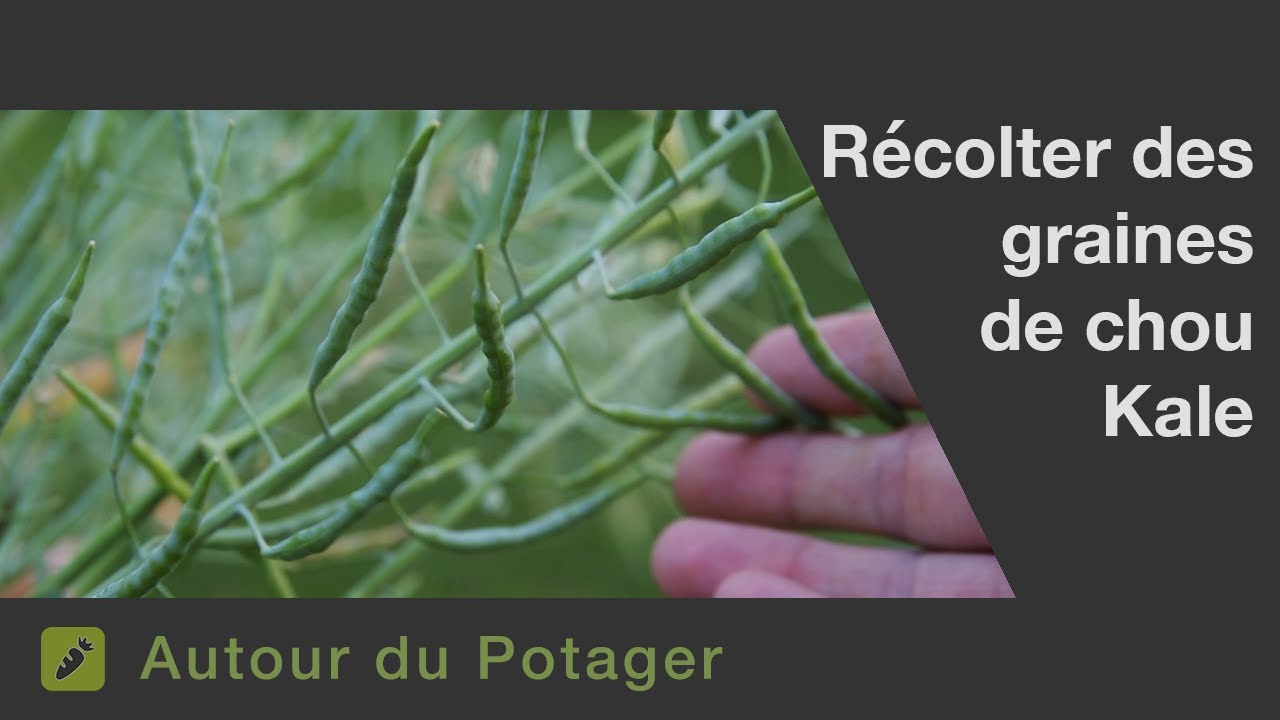 Récoltes de graines de chou Kale