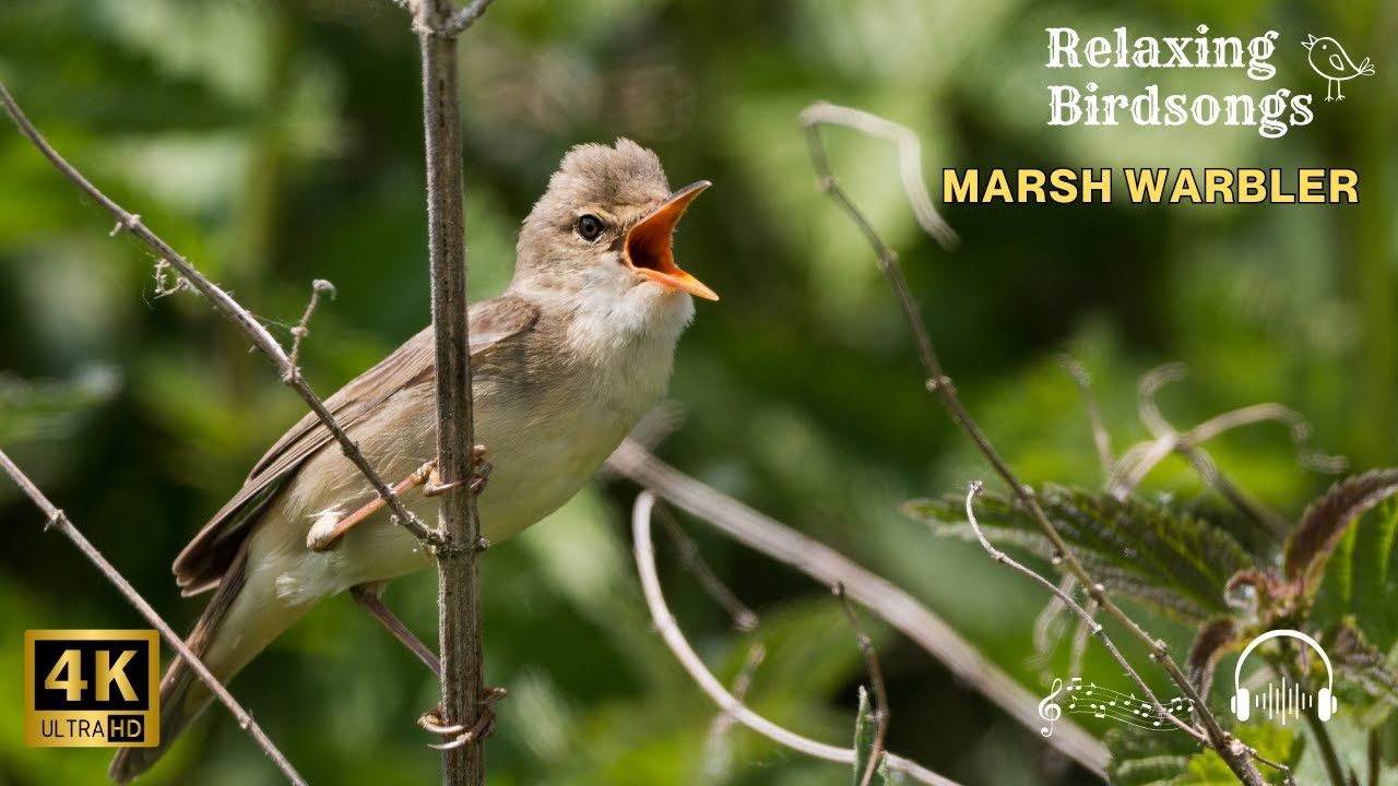 Marsh Warbler Song | Melodic Bird Sounds in Nature 🌿🎶