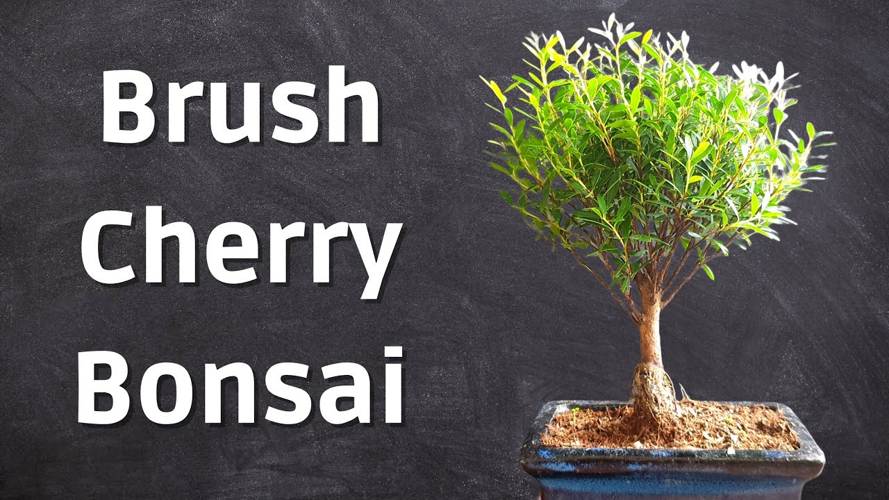 New Brush Cherry Bonsai | Syzygium Bonsai