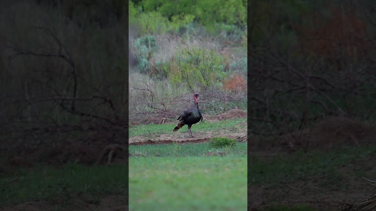 Соревнование взглядов с оленем