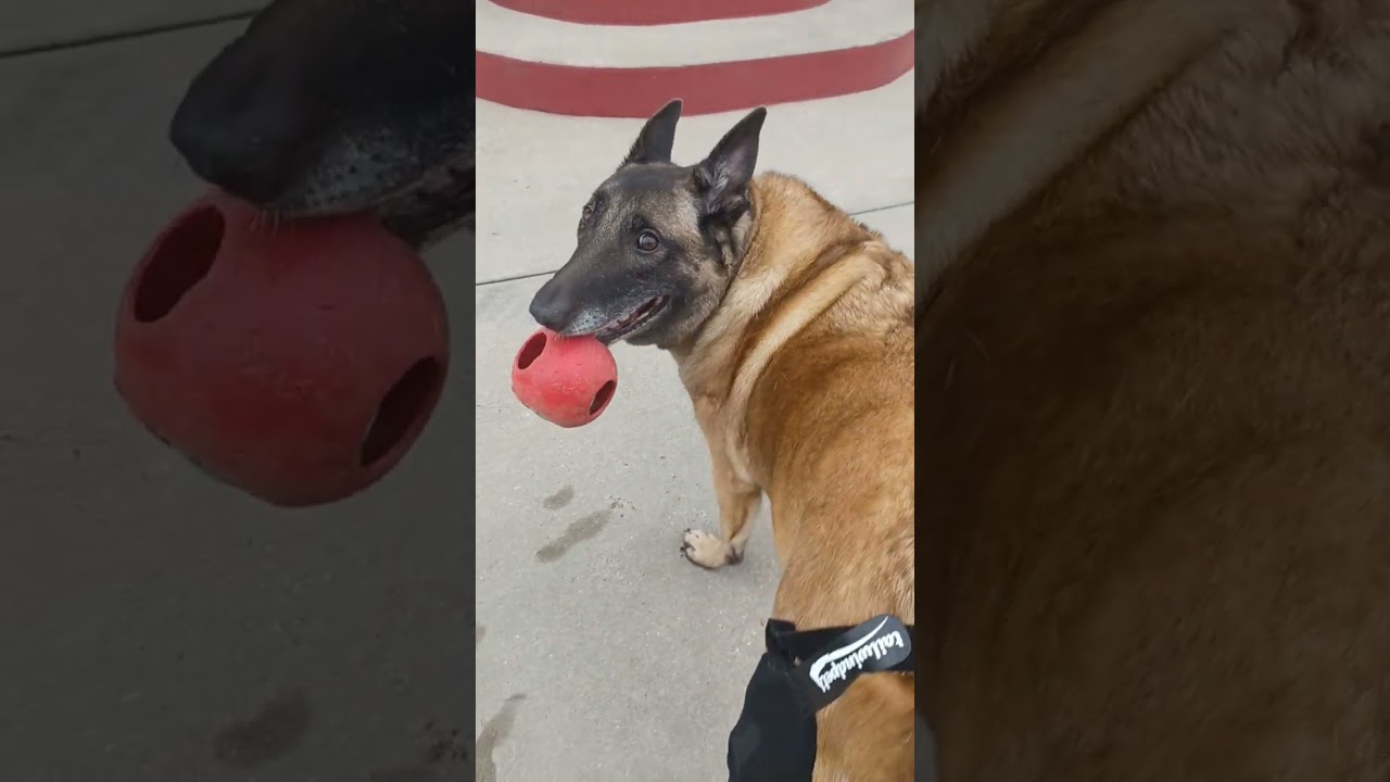 Update on ZeeNa's knee brace from Tailwind Pets