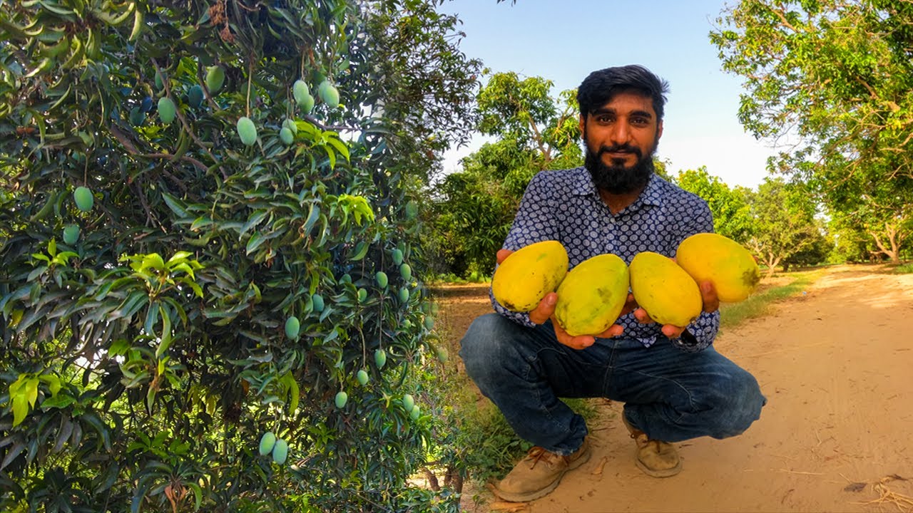 Best pakistani mango chaunsa | chaunsa aam in bahawalpur, Pakistan