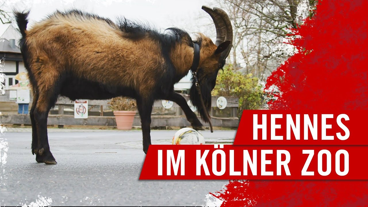 Maskottchen Hennes hat Skills | 1. FC Köln | Bundesliga | Geißbock
