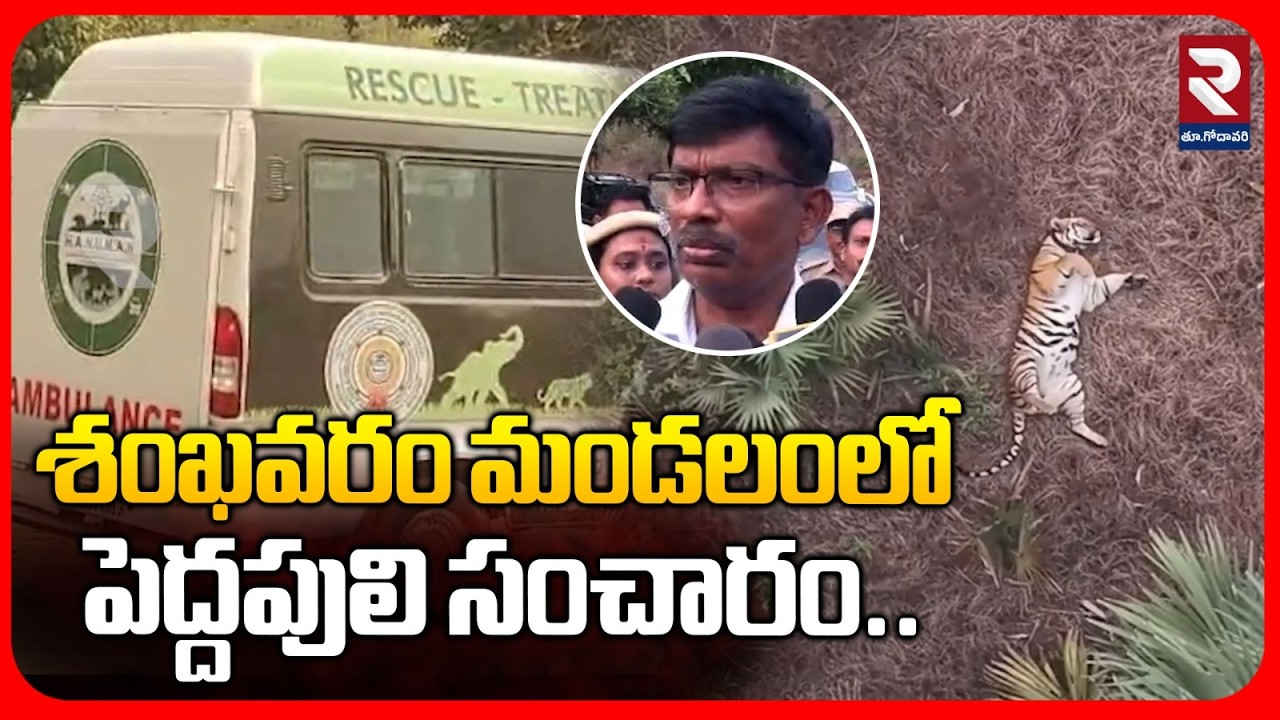 శంఖవరం మండలంలో పెద్దపులి  సంచారం.. | Latest Update About Tiger | RTV