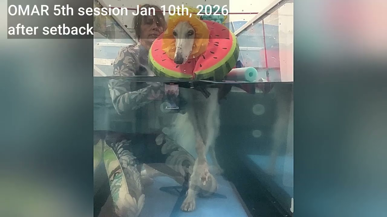 Canine Hydrotehrapy OMAR 5th session