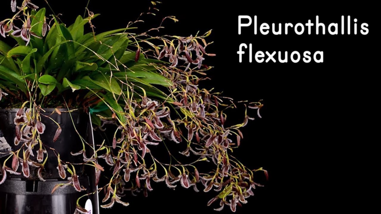 Orquídea Pleurothallis flexuosa | Extraña pero hermosa flor