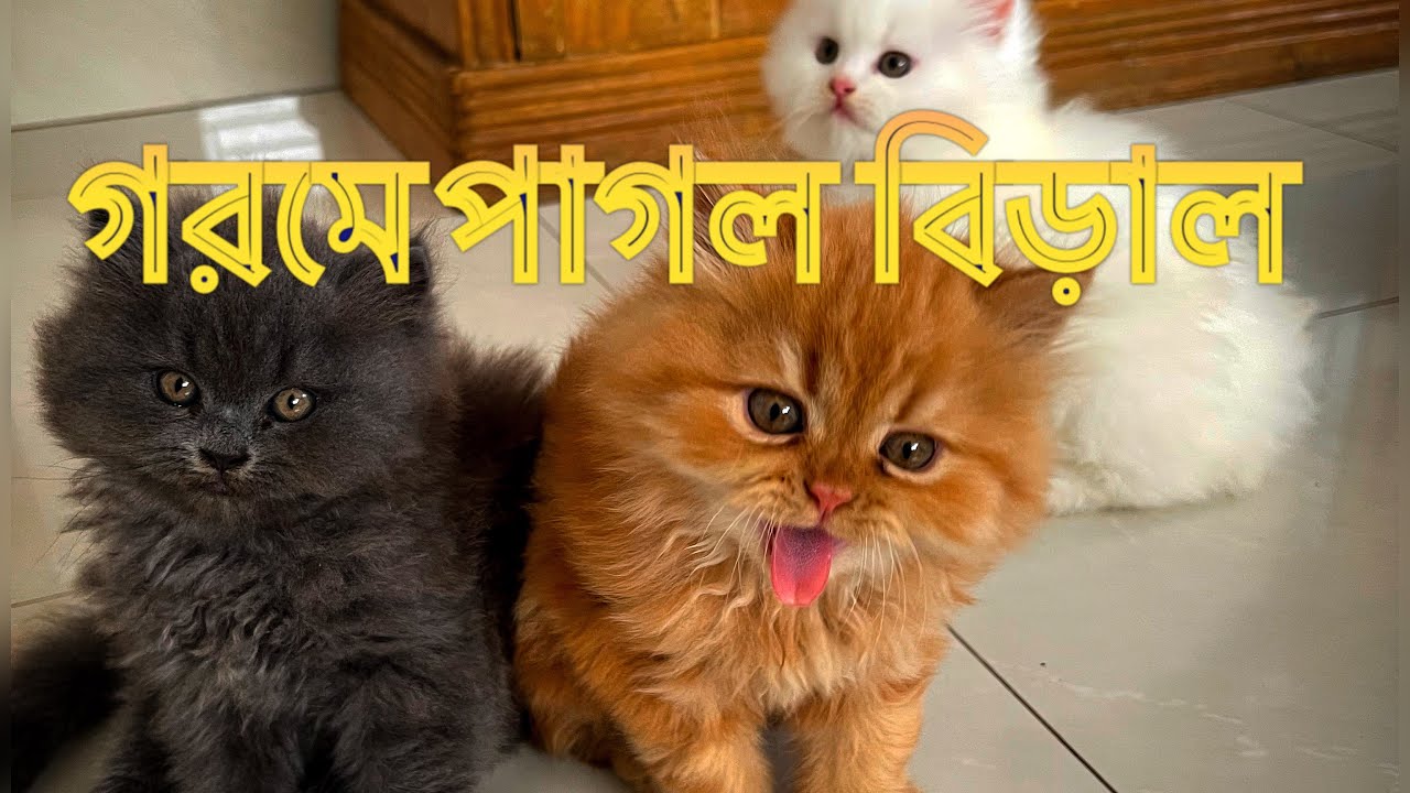 গরমে সব বিড়ালের কি হাল হয়েছে #cat #catlover