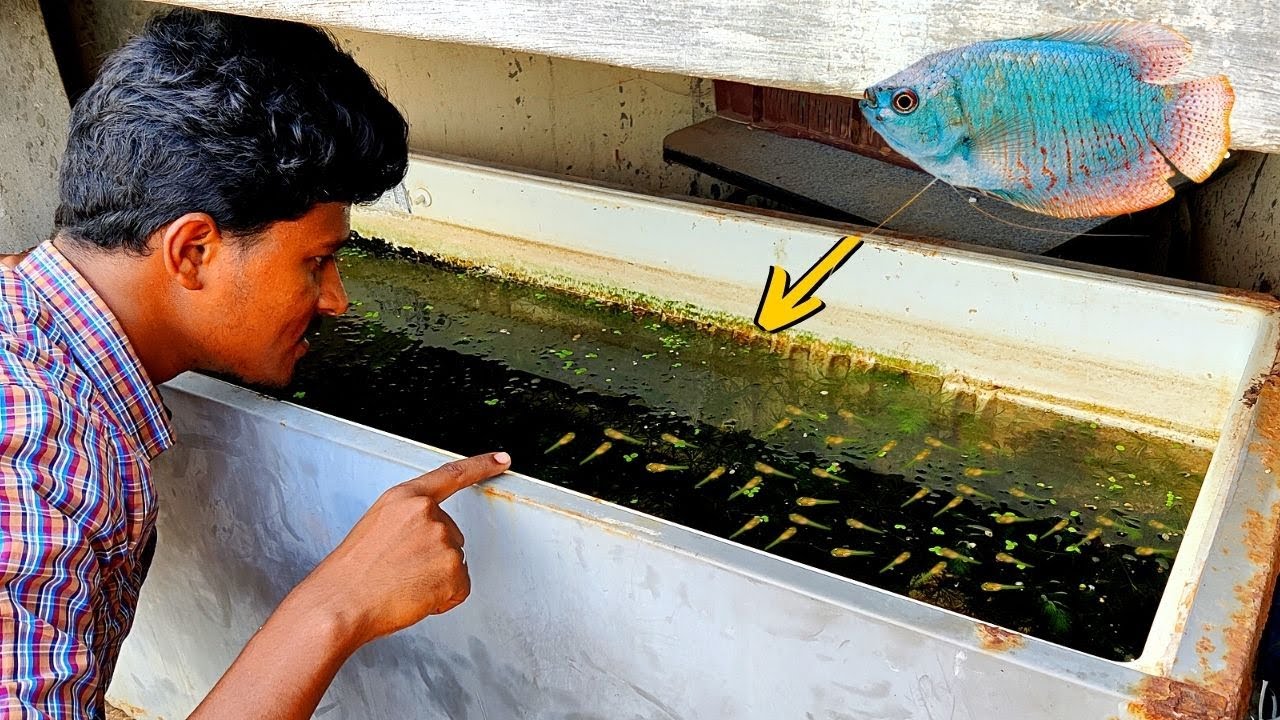 Gowra Fish 300-க்கு மேல குட்டி போட்டுருக்கு ❗🐠 | Gowra Fish