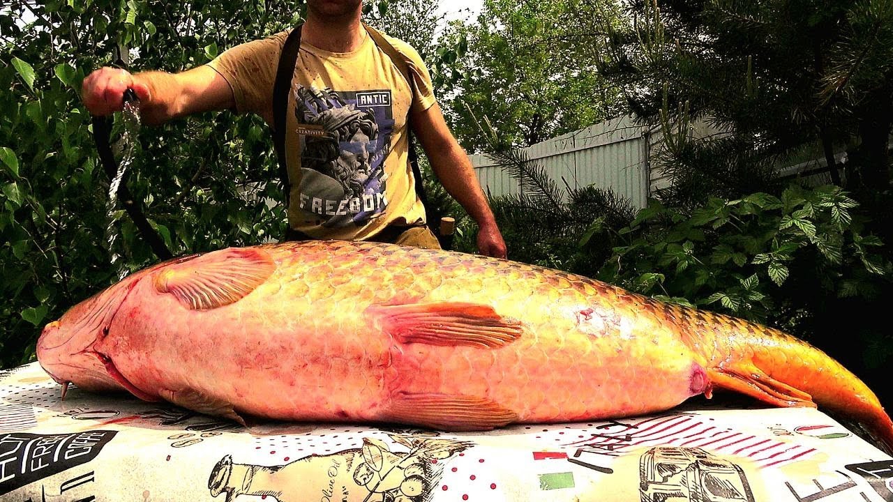 БАЛЫК! УХА! ИКРА! ВКУСНО НАКОРМИЛ ВСЮ СЕМЬЮ - ОДНОЙ РЫБИНОЙ! 4 БЛЮДА ИЗ ОГРОМНОГО САЗАНА (КАРП)