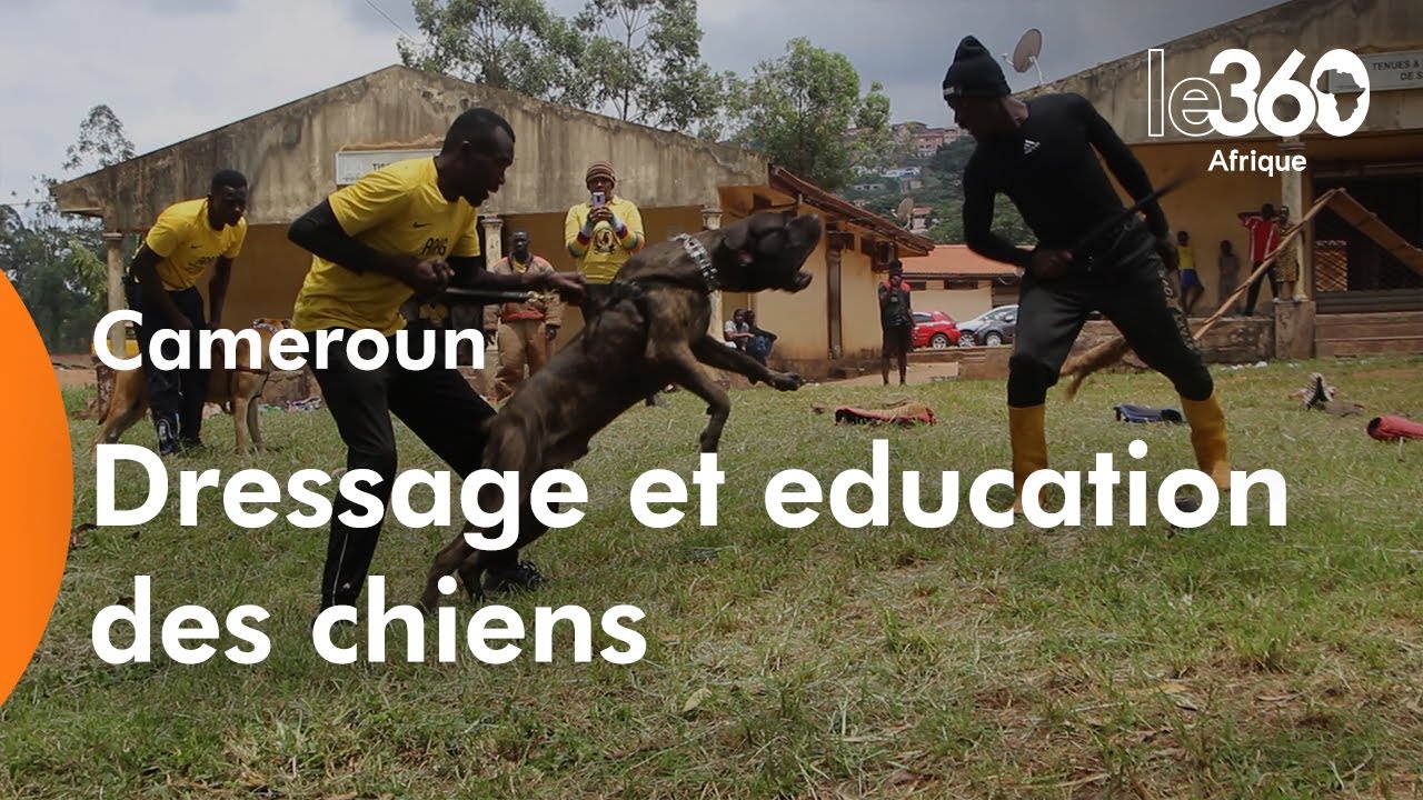 Cameroun: le dressage de chien rapporte
