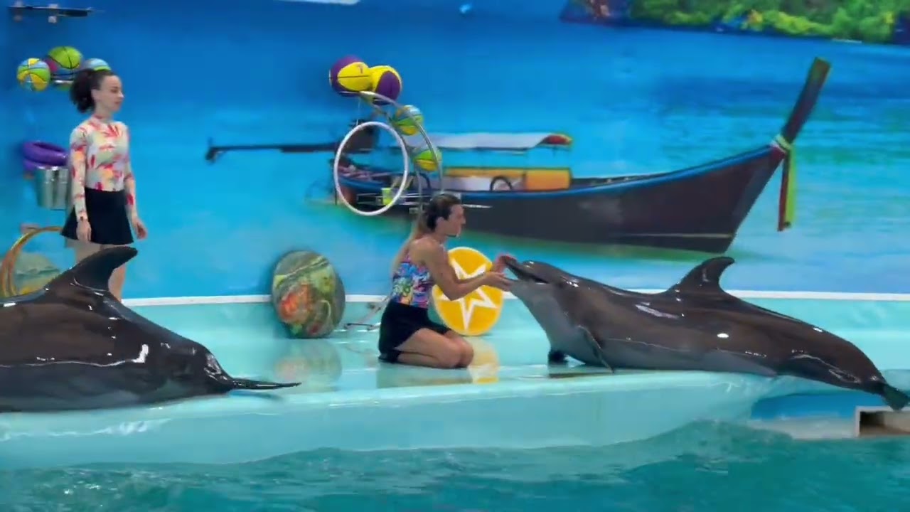 โชว์ปลาโลมาภูเก็ต