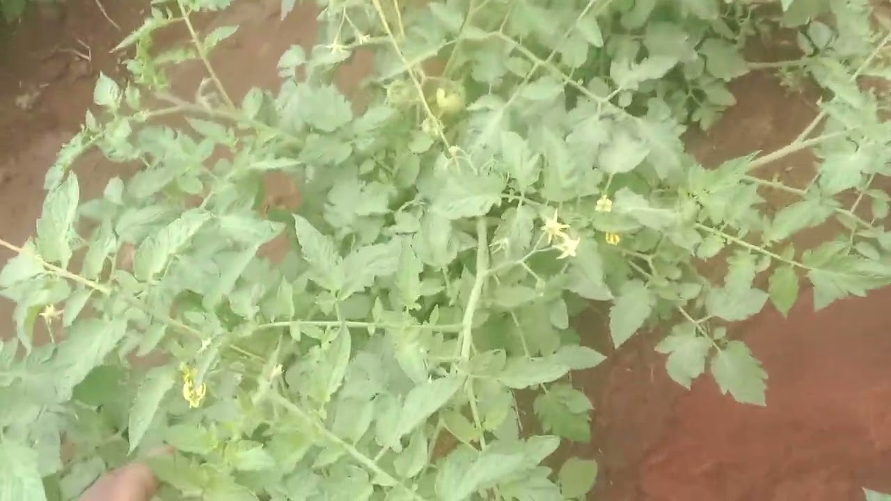 Scouting tomato plants 