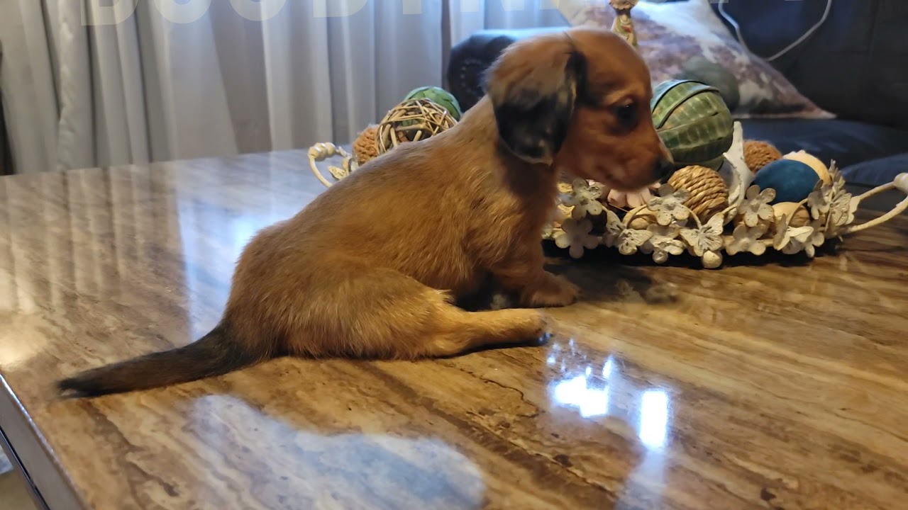 Poncho Miniature Dachshund male  - Dog Dynasty -