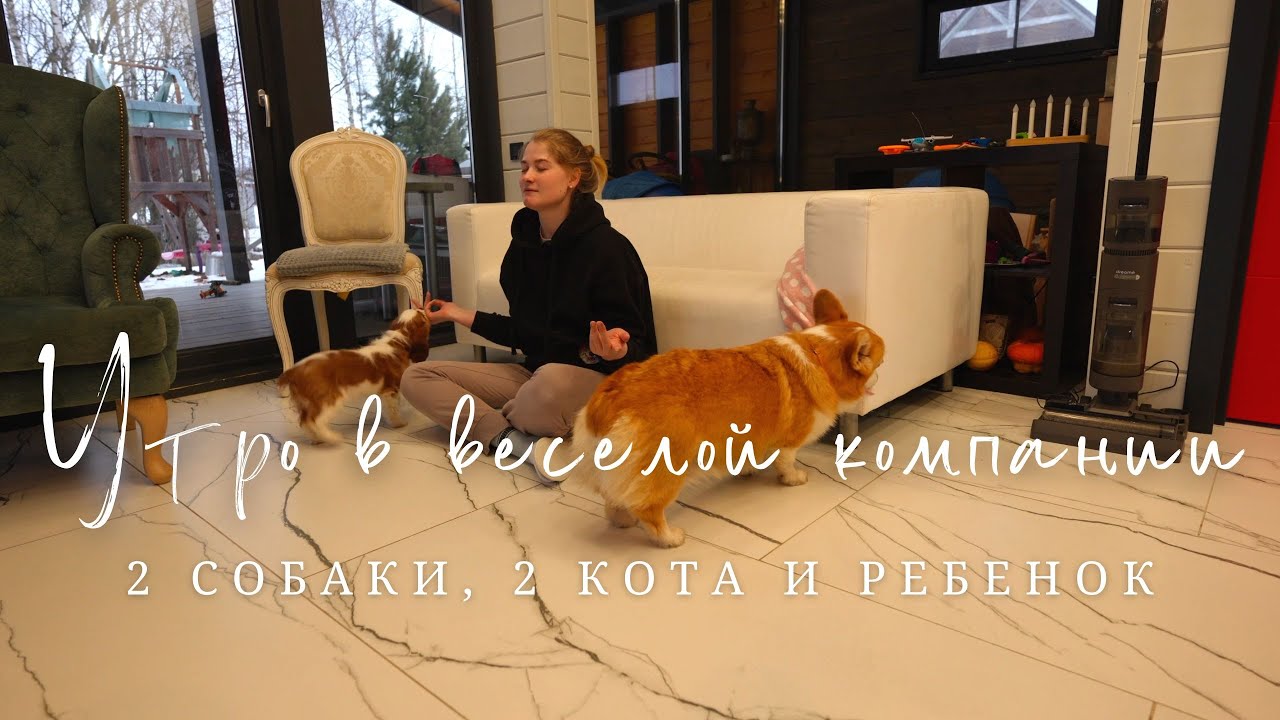 Утро с 2 собаками, 2 котами и ребенком