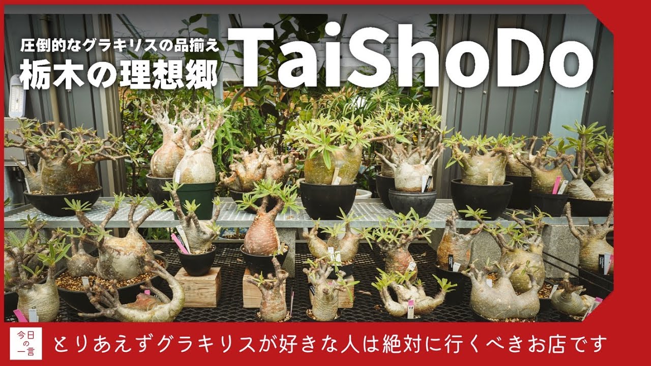 グラキリスが好きなら絶対に行くべきお店「TaiShoDo」が栃木の那須塩原にあるのでいってきた【アガベ・多肉・塊根】