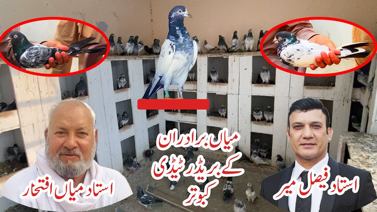 Ustad Mian Nazir Kay Chotay Bhae Ustad Mian Iftikhar Kay Breeder Taddy Pigeons Watch In HD Urdu/Hind