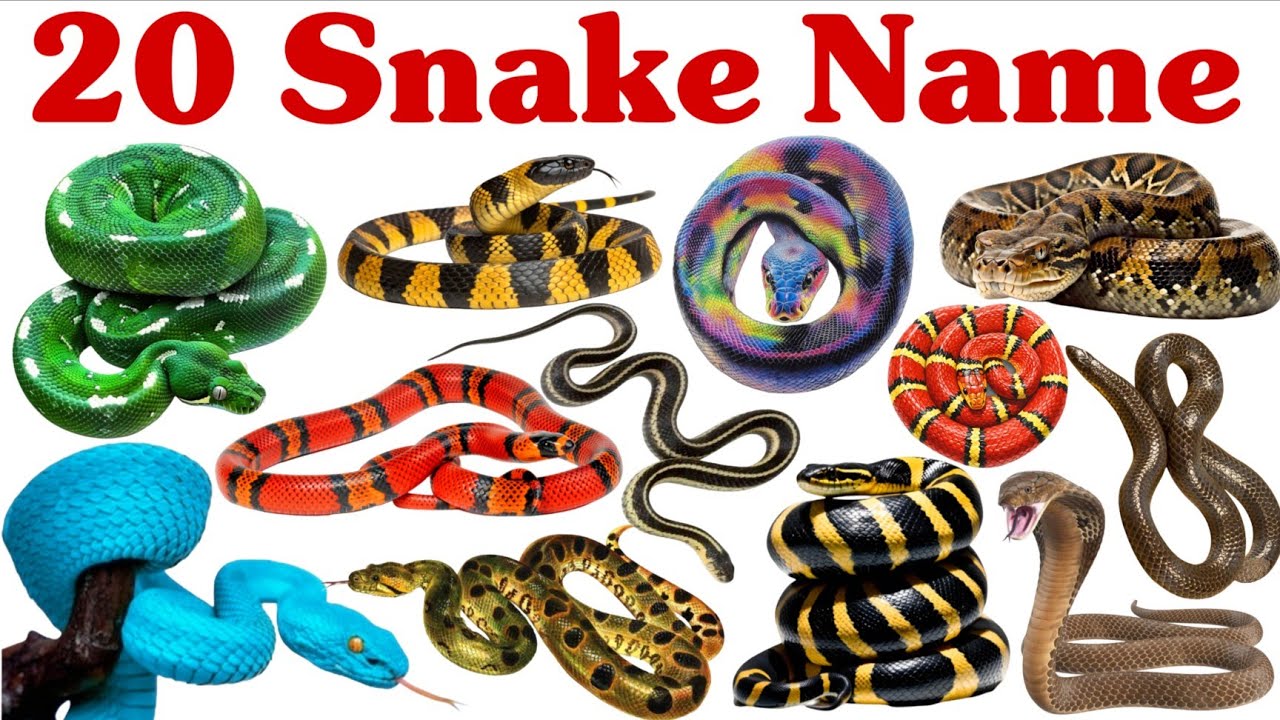 20 साँपों के नाम | अलग-अलग साँपों के नाम बच्चों के लिए | Learn 20 Snake Names Easily for School kids