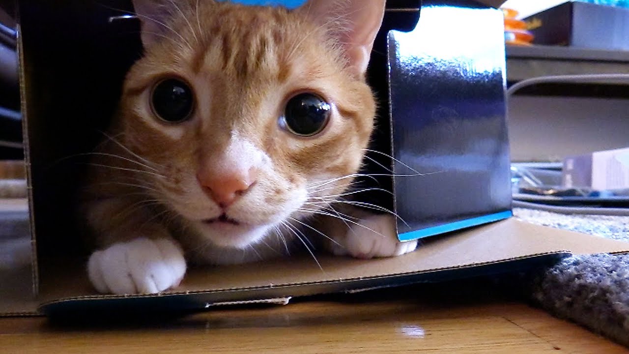 Trying to Pack With Cats Around