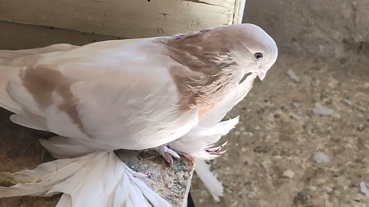 Бойние голуби. В гостях у Гии 12.09.25 Грузия Тбилиси