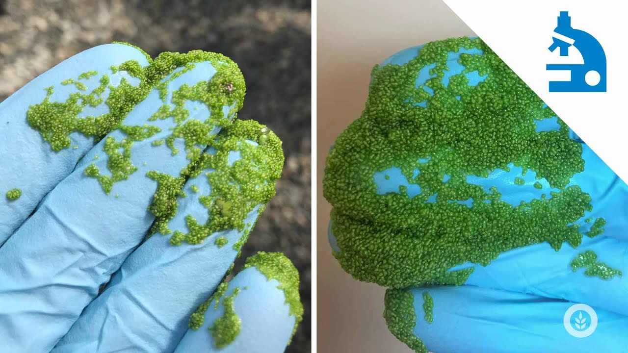 Algae Corner: 