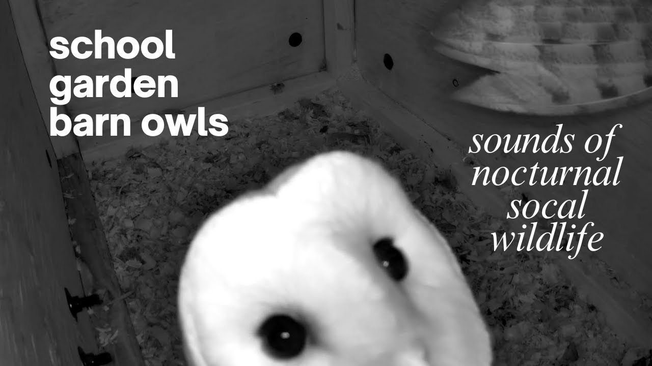 Nocturnal socal wildlife sounds at our school's owl box!