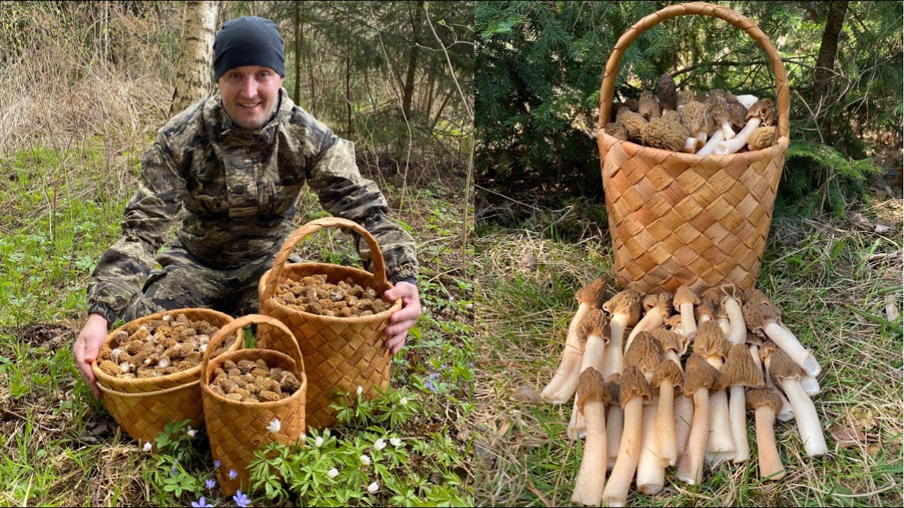 СМОРЧКОВАЯ ШАПОЧКА НА КАЖДОМ ШАГУ!!! БЕЛАРУСЬ. (Verpa bohemica, Morchellaceae)