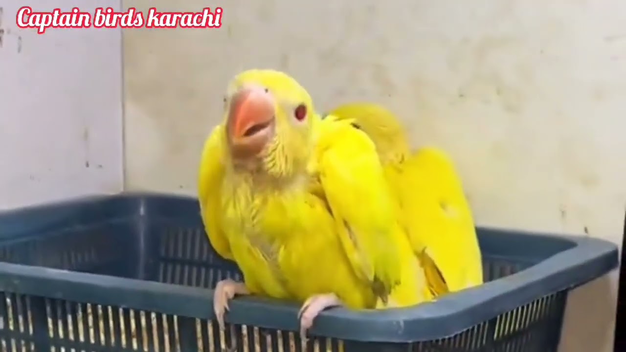 Alexander & ringneck baby parrot feeding tips | Full care and training Details in urdo